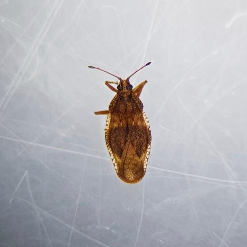 Physatocheila dumetorum